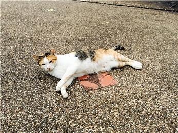 SEGA宣布明天凌晨举行第二次索尼克直播